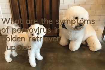 What are the symptoms of parvovirus in golden retriever puppies?