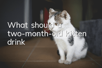 What should a two-month-old kitten drink?