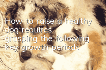 How to raise a healthy dog requires grasping the following key growth periods!