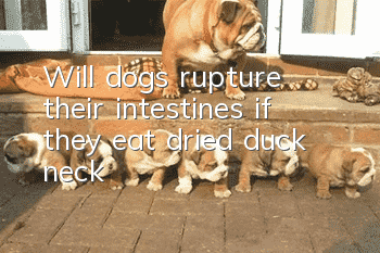 Will dogs rupture their intestines if they eat dried duck neck?