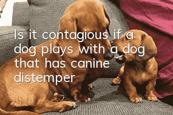 Is it contagious if a dog plays with a dog that has canine distemper?