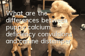 What are the differences between puppy calcium deficiency convulsions and canine distemper convulsions?