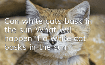 Can white cats bask in the sun? What will happen if a white cat basks in the sun?