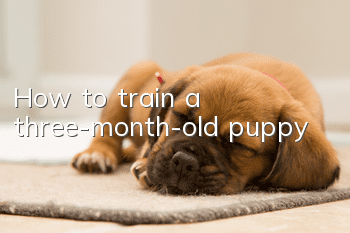 How to train a three-month-old puppy