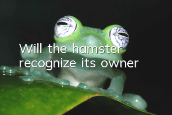Will the hamster recognize its owner?