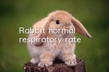 Rabbit normal respiratory rate