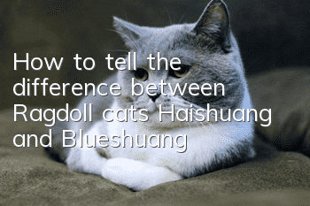 How to tell the difference between Ragdoll cats Haishuang and Blueshuang?