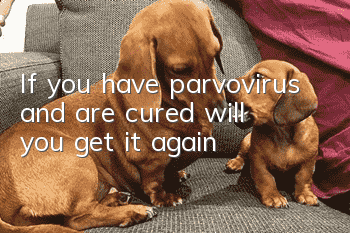 If you have parvovirus and are cured, will you get it again?