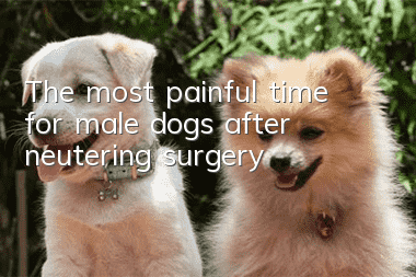 The most painful time for male dogs after neutering surgery