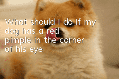 What should I do if my dog has a red pimple in the corner of his eye?
