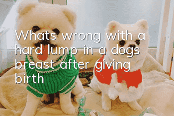 What’s wrong with a hard lump in a dog’s breast after giving birth?