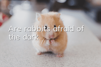 Are rabbits afraid of the dark?