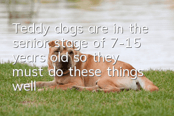Teddy dogs are in the senior stage of 7-15 years old, so they must do these things well!