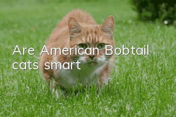 Are American Bobtail cats smart?