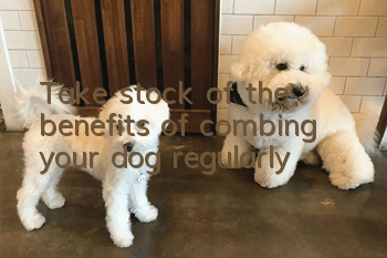 Take stock of the benefits of combing your dog regularly