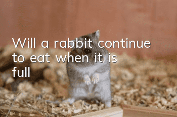 Will a rabbit continue to eat when it is full?
