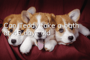 Can Teddy take a bath at 45 days old?
