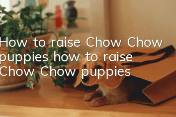 How to raise Chow Chow puppies, how to raise Chow Chow puppies