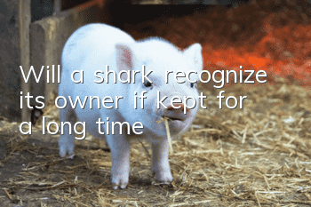 Will a shark recognize its owner if kept for a long time?