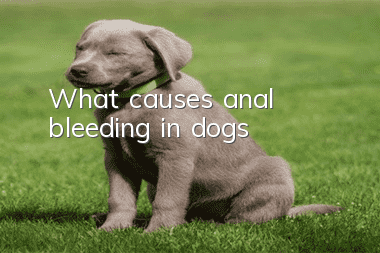 What causes anal bleeding in dogs?