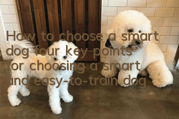 How to choose a smart dog, four key points for choosing a smart and easy-to-train dog!