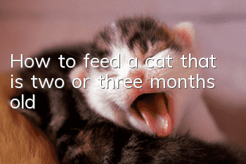 How to feed a cat that is two or three months old