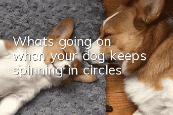 What's going on when your dog keeps spinning in circles?