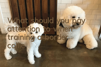 What should you pay attention to when training a border collie?