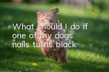 What should I do if one of my dog’s nails turns black?