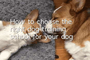How to choose the right dog training school for your dog