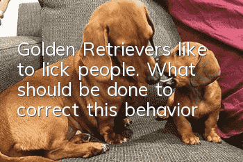 Golden Retrievers like to lick people. What should be done to correct this behavior?