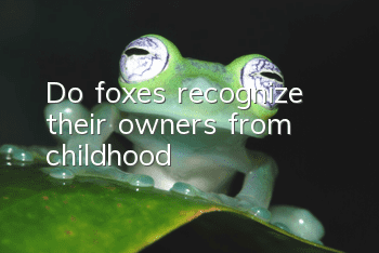 Do foxes recognize their owners from childhood?