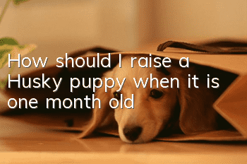 How should I raise a Husky puppy when it is one month old?