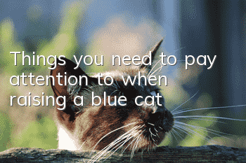 Things you need to pay attention to when raising a blue cat