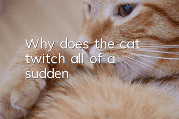 Why does the cat twitch all of a sudden?