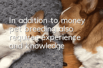 In addition to money, pet breeding also requires experience and knowledge!