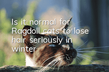 ​Is it normal for Ragdoll cats to lose hair seriously in winter?