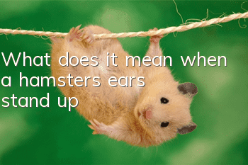 What does it mean when a hamster's ears stand up?