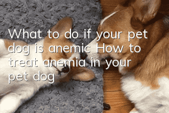 What to do if your pet dog is anemic? How to treat anemia in your pet dog!