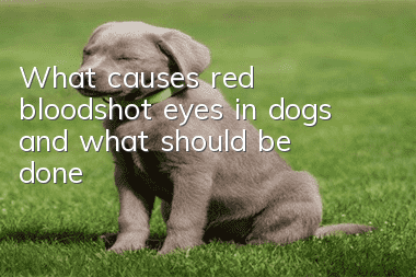 What causes red bloodshot eyes in dogs and what should be done?