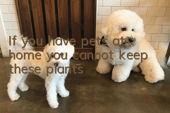 If you have pets at home, you cannot keep these plants!