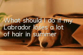 What should I do if my Labrador loses a lot of hair in summer?