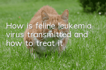 How is feline leukemia virus transmitted and how to treat it