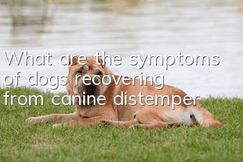 What are the symptoms of dogs recovering from canine distemper?