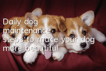 Daily dog maintenance steps to make your dog more beautiful