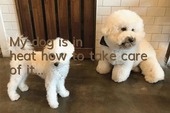 My dog is in heat, how to take care of it...