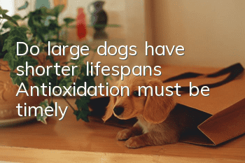 Do large dogs have shorter lifespans? Antioxidation must be timely!