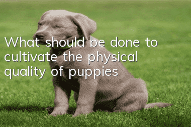 What should be done to cultivate the physical quality of puppies?