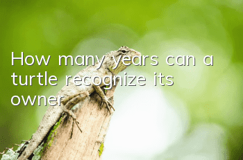 How many years can a turtle recognize its owner?