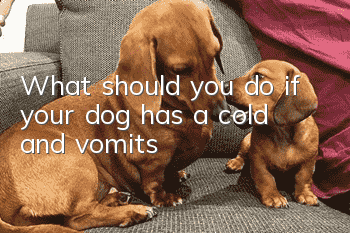 What should you do if your dog has a cold and vomits?